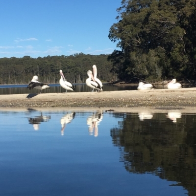 Pelecanus conspicillatus (Australian Pelican) at Undefined - 5 Jul 2018 by Marg