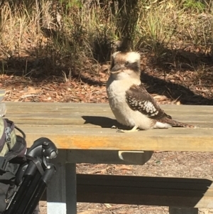 Dacelo novaeguineae at Meroo National Park - 5 Jul 2018 12:49 PM