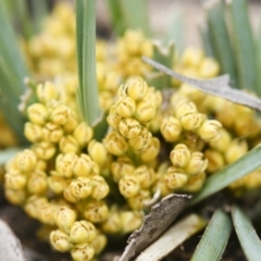 Lomandra bracteata (Small Matrush) at Illilanga & Baroona - 27 Sep 2010 by Illilanga