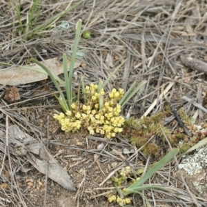 Lomandra bracteata at Illilanga & Baroona - 27 Sep 2010