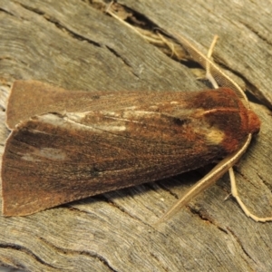 Fisera belidearia at Conder, ACT - 6 Jun 2018 10:26 AM