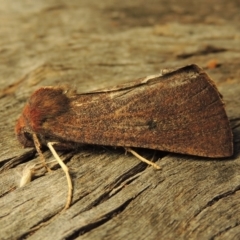 Fisera belidearia at Conder, ACT - 6 Jun 2018 10:26 AM