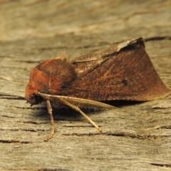 Fisera belidearia at Conder, ACT - 6 Jun 2018 10:26 AM