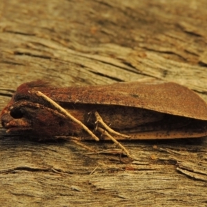 Fisera belidearia at Conder, ACT - 6 Jun 2018 10:26 AM