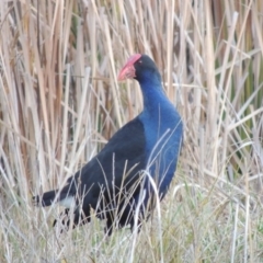 Porphyrio melanotus (Australasian Swamphen) at Fyshwick, ACT - 20 Jun 2018 by MichaelBedingfield