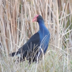 Porphyrio melanotus (Australasian Swamphen) at Fyshwick, ACT - 20 Jun 2018 by michaelb