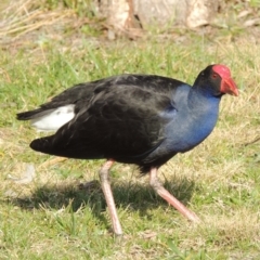 Porphyrio melanotus (Australasian Swamphen) at Greenway, ACT - 5 Sep 2017 by MichaelBedingfield