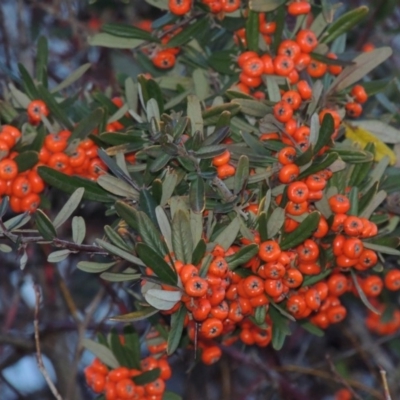 Pyracantha angustifolia (Firethorn, Orange Firethorn) at Fyshwick, ACT - 20 Jun 2018 by michaelb