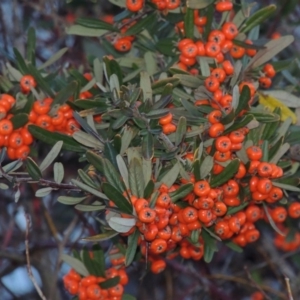 Pyracantha angustifolia at Fyshwick, ACT - 20 Jun 2018