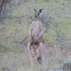 Macropus giganteus (Eastern Grey Kangaroo) at Point Hut to Tharwa - 8 Apr 2014 by michaelb