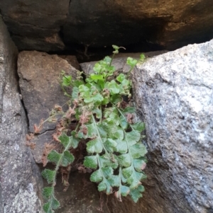 Asplenium subglandulosum at Kambah, ACT - 4 Jul 2018 03:13 PM