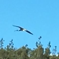 Threskiornis spinicollis at Wolumla, NSW - 5 Jul 2018