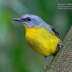 Eopsaltria australis (Eastern Yellow Robin) at Burrill Lake Aboriginal Cave Walking Track - 9 May 2015 by Charles Dove