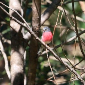 Petroica rosea at Narrawallee Creek Nature Reserve - 9 May 2015