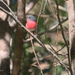 Petroica rosea at Narrawallee Creek Nature Reserve - 9 May 2015