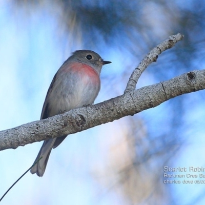 Petroica rosea (Rose Robin) at Burrill Lake, NSW - 7 May 2015 by Charles Dove
