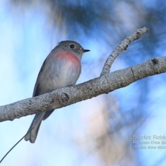 Petroica rosea (Rose Robin) at Burrill Lake, NSW - 7 May 2015 by Charles Dove