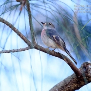 Petroica rosea at Burrill Lake, NSW - 8 May 2015