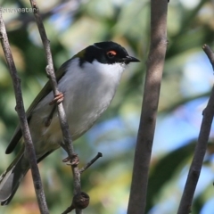 Melithreptus lunatus (White-naped Honeyeater) at Morton National Park - 6 May 2015 by CharlesDove