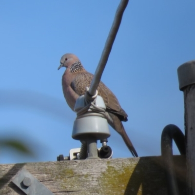 Spilopelia chinensis (Spotted Dove) at Fadden, ACT - 3 Jul 2018 by KumikoCallaway