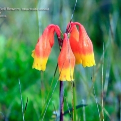 Blandfordia nobilis (Christmas Bells) at Woodburn, NSW - 1 May 2015 by Charles Dove