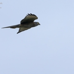 Accipiter fasciatus (Brown Goshawk) at Conjola Bushcare - 2 May 2015 by Charles Dove