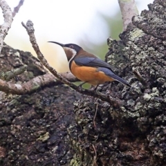 Acanthorhynchus tenuirostris (Eastern Spinebill) at Conjola Bushcare - 1 May 2015 by Charles Dove