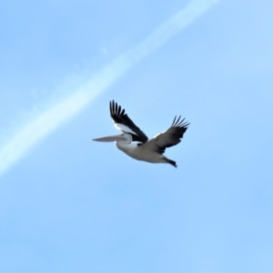 Pelecanus conspicillatus at Fadden, ACT - 3 Jul 2018