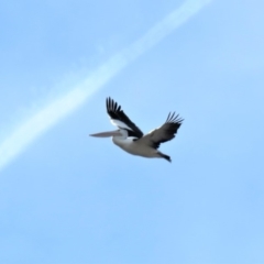 Pelecanus conspicillatus (Australian Pelican) at Fadden, ACT - 3 Jul 2018 by KumikoCallaway
