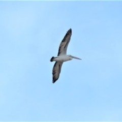 Pelecanus conspicillatus at Fadden, ACT - 3 Jul 2018