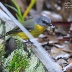 Eopsaltria australis (Eastern Yellow Robin) at Hazel Rowbotham Reserve Walking Track - 3 May 2015 by Charles Dove