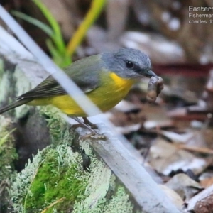 Eopsaltria australis at Fishermans Paradise, NSW - 4 May 2015