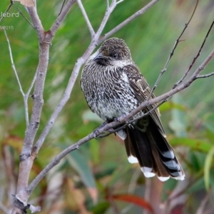 Anthochaera chrysoptera at Meroo National Park - 2 May 2015