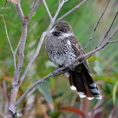 Anthochaera chrysoptera (Little Wattlebird) at Meroo National Park - 1 May 2015 by Charles Dove