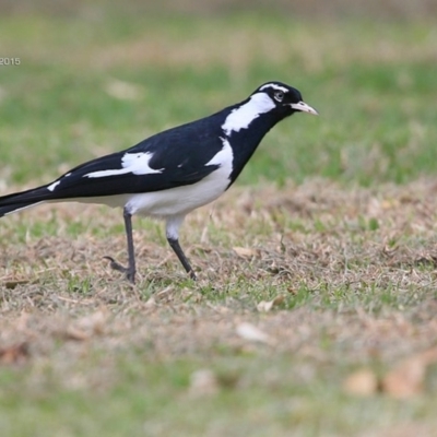Grallina cyanoleuca (Magpie-lark) at Coomee Nulunga Cultural Walking Track - 2 May 2015 by Charles Dove