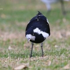 Grallina cyanoleuca at Ulladulla, NSW - 3 May 2015 12:00 AM