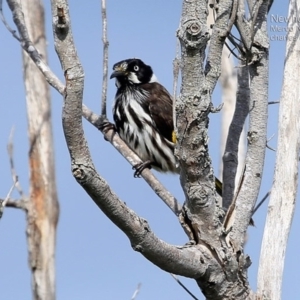 Phylidonyris novaehollandiae at Meroo National Park - 3 May 2015 12:00 AM