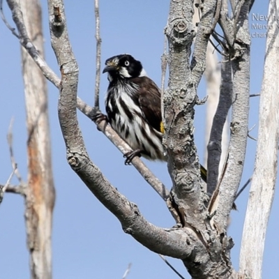 Phylidonyris novaehollandiae (New Holland Honeyeater) at Wairo Beach and Dolphin Point - 2 May 2015 by CharlesDove