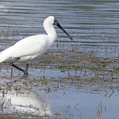 Platalea regia (Royal Spoonbill) at Burrill Lake, NSW - 6 May 2015 by Charles Dove