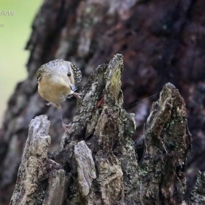 Pardalotus punctatus at Lake Conjola, NSW - 3 May 2015