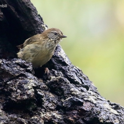 Acanthiza lineata (Striated Thornbill) at Conjola Bushcare - 2 May 2015 by CharlesDove