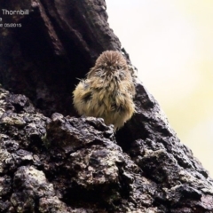 Acanthiza lineata at Lake Conjola, NSW - 3 May 2015 12:00 AM
