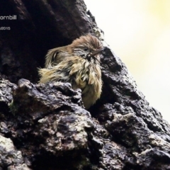 Acanthiza lineata at Lake Conjola, NSW - 3 May 2015 12:00 AM