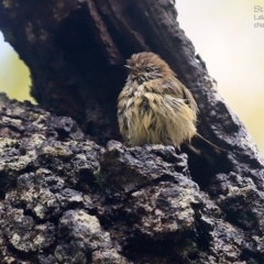 Acanthiza lineata at Lake Conjola, NSW - 3 May 2015 12:00 AM