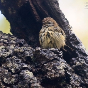 Acanthiza lineata at Lake Conjola, NSW - 3 May 2015 12:00 AM