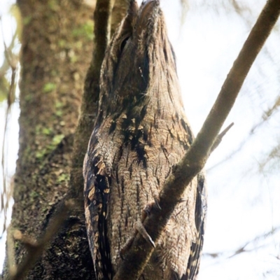 Podargus strigoides (Tawny Frogmouth) at Conjola Lake Walking Track - 4 May 2015 by CharlesDove