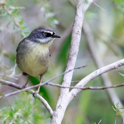 Sericornis frontalis (White-browed Scrubwren) at Dolphin Point, NSW - 2 May 2015 by CharlesDove