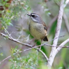 Sericornis frontalis at Meroo National Park - 3 May 2015