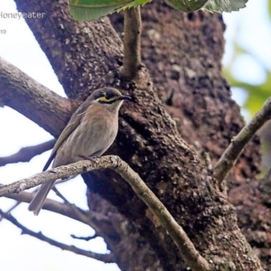 Caligavis chrysops at Lake Conjola, NSW - 4 May 2015