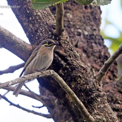 Caligavis chrysops (Yellow-faced Honeyeater) at Lake Conjola, NSW - 3 May 2015 by Charles Dove